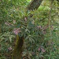 Ardisia rothii A.DC.
